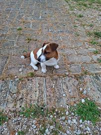 Cucciolo jack russell