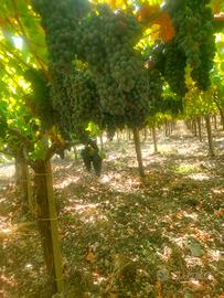 uva da mosto