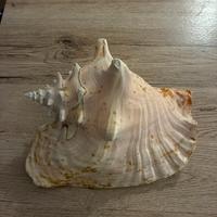 Conchiglia naturale vintage