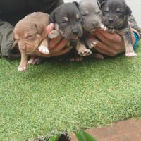Pitbull tricolor