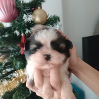 Cuccioli di shitzu
