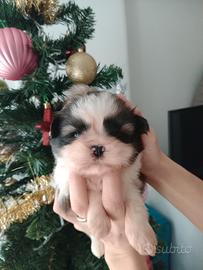 Cuccioli di shitzu