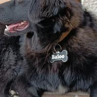 Targhetta identificativa cane gatto personalizzata