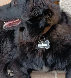 Targhetta identificativa cane gatto personalizzata