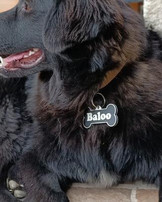 Targhetta identificativa cane gatto personalizzata