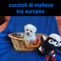 Cuccioli Maltese Toy diverse tipologie