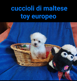 Cuccioli Maltese Toy diverse tipologie