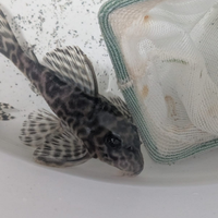 Hypancistrus L066