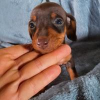 Cuccioli di bassotto cioccolato