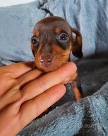Cuccioli di bassotto cioccolato
