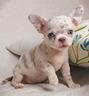 chihuahua-toy-cuccioli-arlecchino-femmine