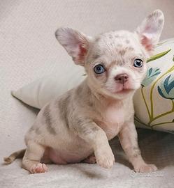 CHIHUAHUA TOY CUCCIOLI - ARLECCHINO femmine