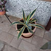 Agave variegata