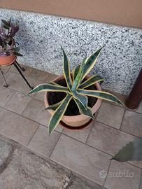 Agave variegata