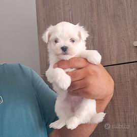 Maltese