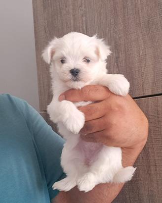 Maltese