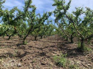 Terreno di 6000 m² a Mondragone