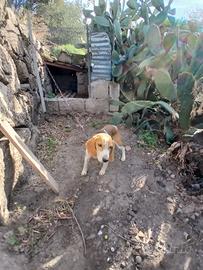 Beagle, Bigol