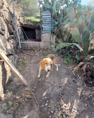 Beagle, Bigol