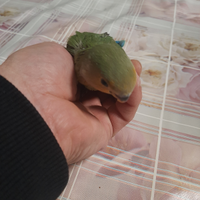 Inseparabile roseicolli allevato a mano