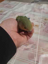 Inseparabile roseicolli allevato a mano