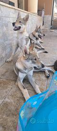 Cucciola Cane Lupo Cecoslovacco CLC pedigree ENCI