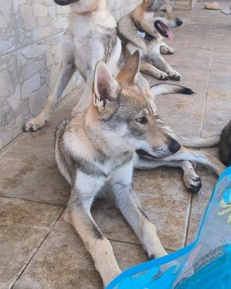 Cucciola Cane Lupo Cecoslovacco CLC pedigree ENCI
