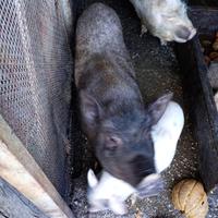 Maiali razza tailandesi (mini pig)