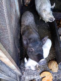 Maiali razza tailandesi (mini pig)