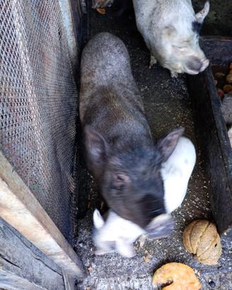 Maiali razza tailandesi (mini pig)