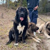 Cuccioli di pastore del caucaso