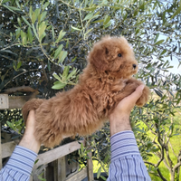 Cucciolo di Barboncino