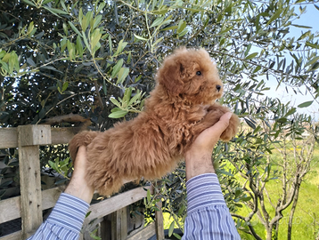Cucciolo di Barboncino