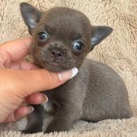 Chihuahua meraviglioso