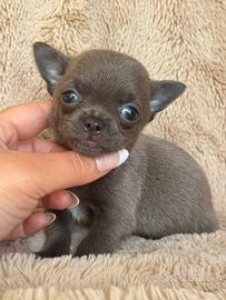 Chihuahua meraviglioso