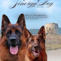 Cuccioli di Pastore Tedesco