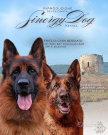 Cuccioli di Pastore Tedesco