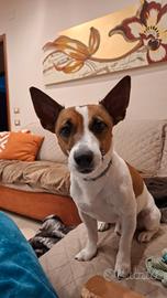 Jack russel per monta