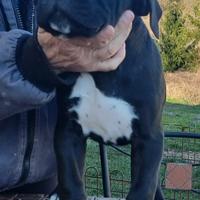 Cuccioli Cane Corso