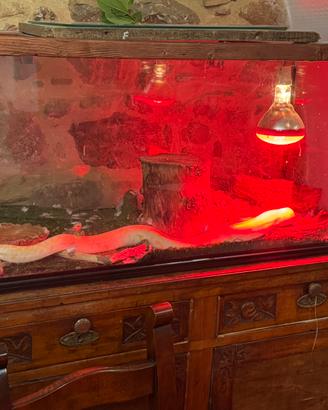 Pitone albino