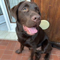 Labrador Chocolate per monta