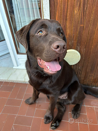 Labrador Chocolate per monta