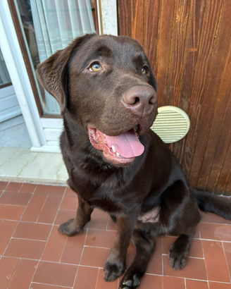 Labrador Chocolate per monta