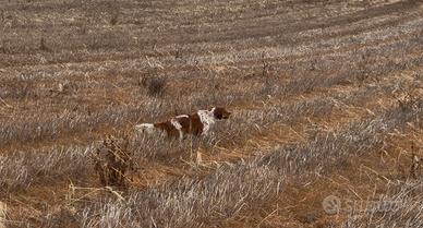 Setter inglese
