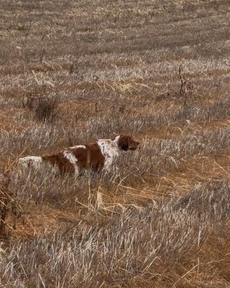 Setter inglese