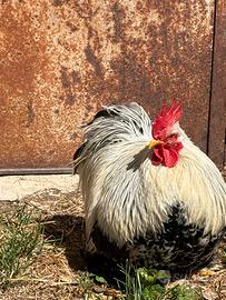 Gallo cocincina nana perniciato argento