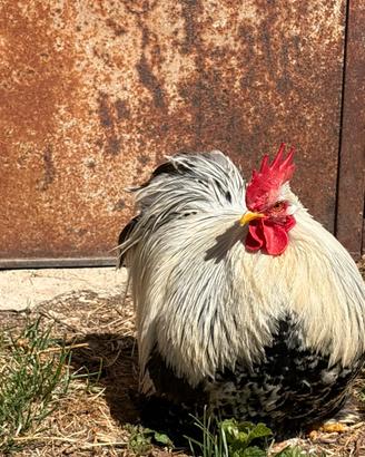 Gallo cocincina nana perniciato argento