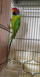 Parrocchetto testa di prugna