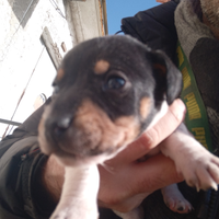 Jack Russel