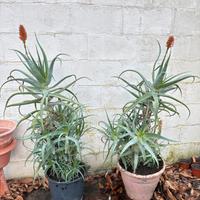 Piante di Aloe arborescens da 120cm
